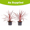 Cordyline Charlie Boy