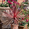 Cordyline Charlie Boy Cordyline Charlie Boy
