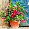 Premium Oleander Bushes - Pink, White, Yellow and Red