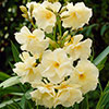 Premium Oleander Bushes - Pink, White, Yellow and Red