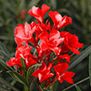Premium Oleander Bushes - Pink, White, Yellow and Red