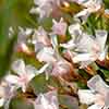 Oleander White Soeur Agnes Bushes Oleander White Soeur Agnes Bushes