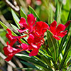 Oleander Red Jannoch Bushes