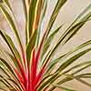 Cordyline Magic Star