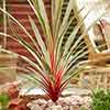 Cordyline Magic Star
