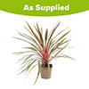Cordyline Magic Star