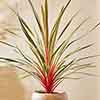 Cordyline Magic Star Cordyline Magic Star