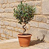 Patio Spiral Stem Olive Tree