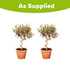 Patio Spiral Stem Olive Tree