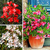 Premium Oleander Bushes - Pink, White and Red Premium Oleander Bushes - Pink, White and Red