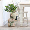 Citrus Lemon Tree Gift Wrapped
