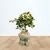Citrus Orange Fruit Tree Gift Wrapped
