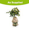 Citrus Orange Fruit Tree Gift Wrapped