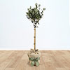 Olive Tree Gift Wrapped