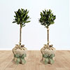 Pair of Standard Bay Trees Gift Wrapped Pair of Standard Bay Trees Gift Wrapped