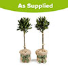 Pair of Standard Bay Trees Gift Wrapped Pair of Standard Bay Trees Gift Wrapped