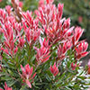 Callistemon Red Rocket