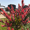 Callistemon Red Rocket