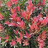 Callistemon Red Rocket