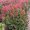 Callistemon Red Rocket