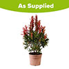 Callistemon Red Rocket