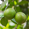 Citrus Key Lime Tree