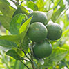 Citrus Key Lime Tree