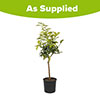 Citrus Key Lime Tree