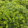 Pittosporum Nanum Pittosporum Nanum