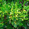 Pittosporum Nanum Pittosporum Nanum