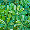 Pittosporum Nanum Pittosporum Nanum