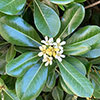 Pittosporum Nanum Pittosporum Nanum
