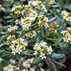 Pittosporum Nanum Pittosporum Nanum