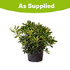 Pittosporum Nanum Pittosporum Nanum