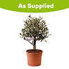 Olive Mini Standard Tree