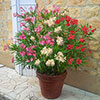 Tricolour Oleander Bush