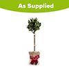 Christmas Gift Wrapped Standard Bay Tree