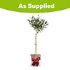Christmas Gift Wrapped Standard Olive Tree Christmas Gift Wrapped Standard Olive Tree