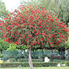 Callistemon viminalis Red Star Standard Callistemon viminalis Red Star Standard