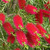 Callistemon viminalis Red Star Standard Callistemon viminalis Red Star Standard