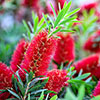Callistemon viminalis Red Star Standard Callistemon viminalis Red Star Standard