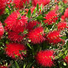 Callistemon viminalis Red Star Standard Callistemon viminalis Red Star Standard