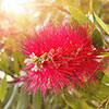 Callistemon viminalis Red Star Standard Callistemon viminalis Red Star Standard