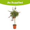 Callistemon viminalis Red Star Standard Callistemon viminalis Red Star Standard
