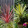 Colourful Cordyline Collection Colourful Cordyline Collection