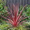 Colourful Cordyline Collection Colourful Cordyline Collection