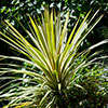 Colourful Cordyline Collection Colourful Cordyline Collection