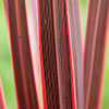 Colourful Cordyline Collection Colourful Cordyline Collection