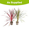 Colourful Cordyline Collection Colourful Cordyline Collection