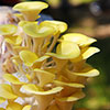 Yellow Oyster Mushroom Grow Kit